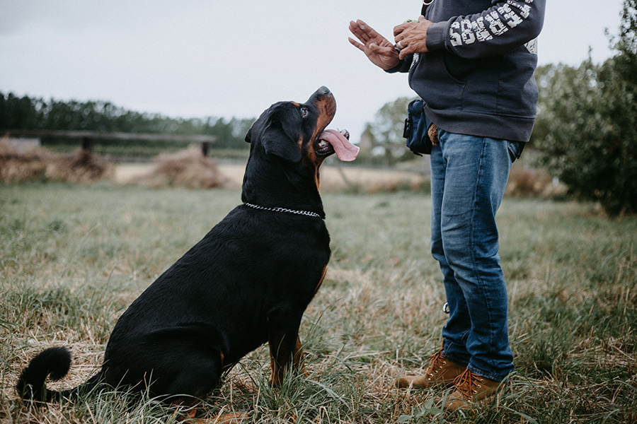 Certificados para licencias de animales potencialmente peligrosos